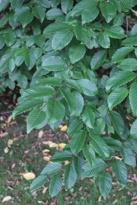 Carpinus betulus - habr obecný (83) - listy